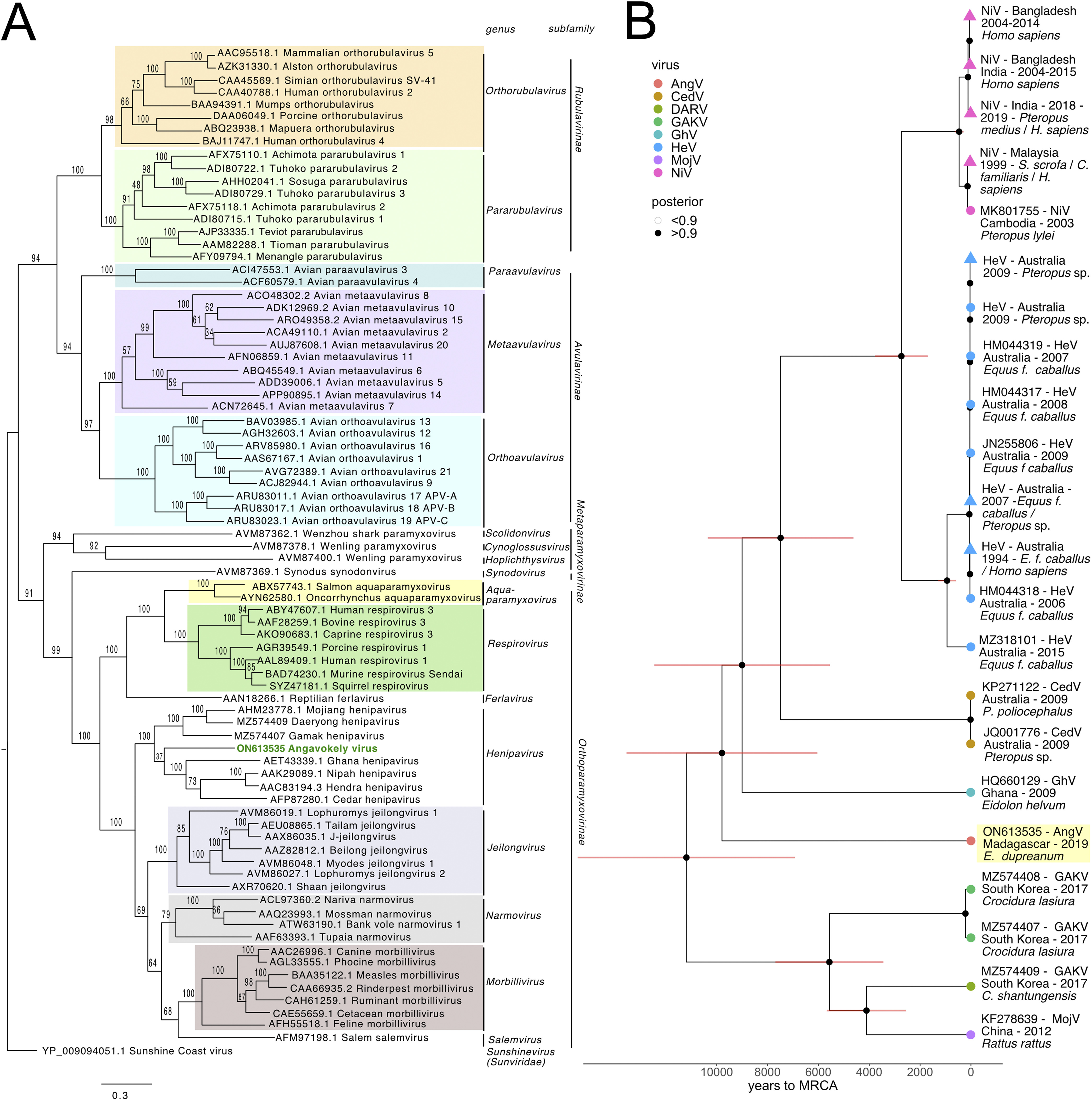 henipavirus phylogenetic trees