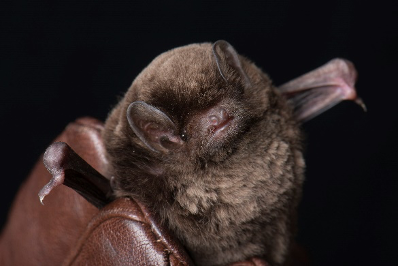 myotis